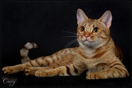 Ocicat